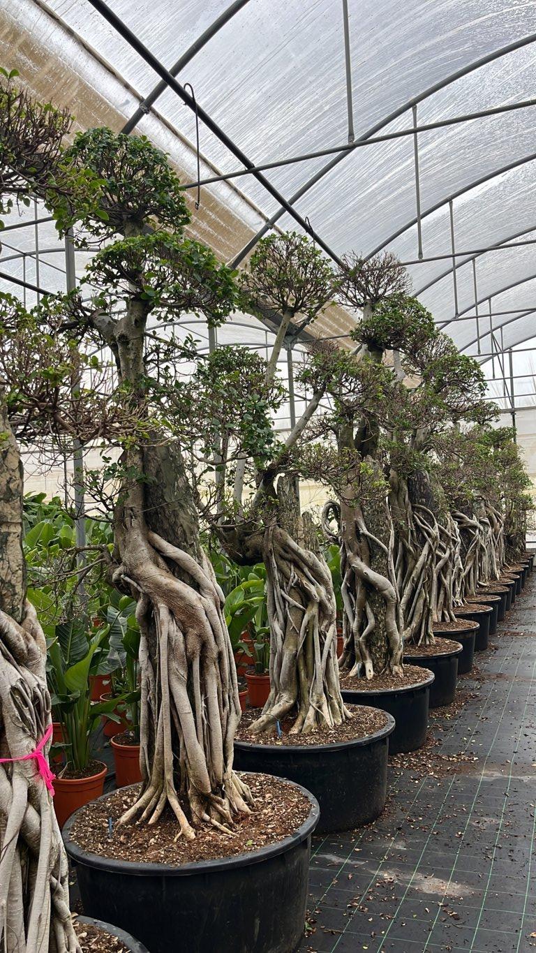 FICUS S. MICROCARPA
