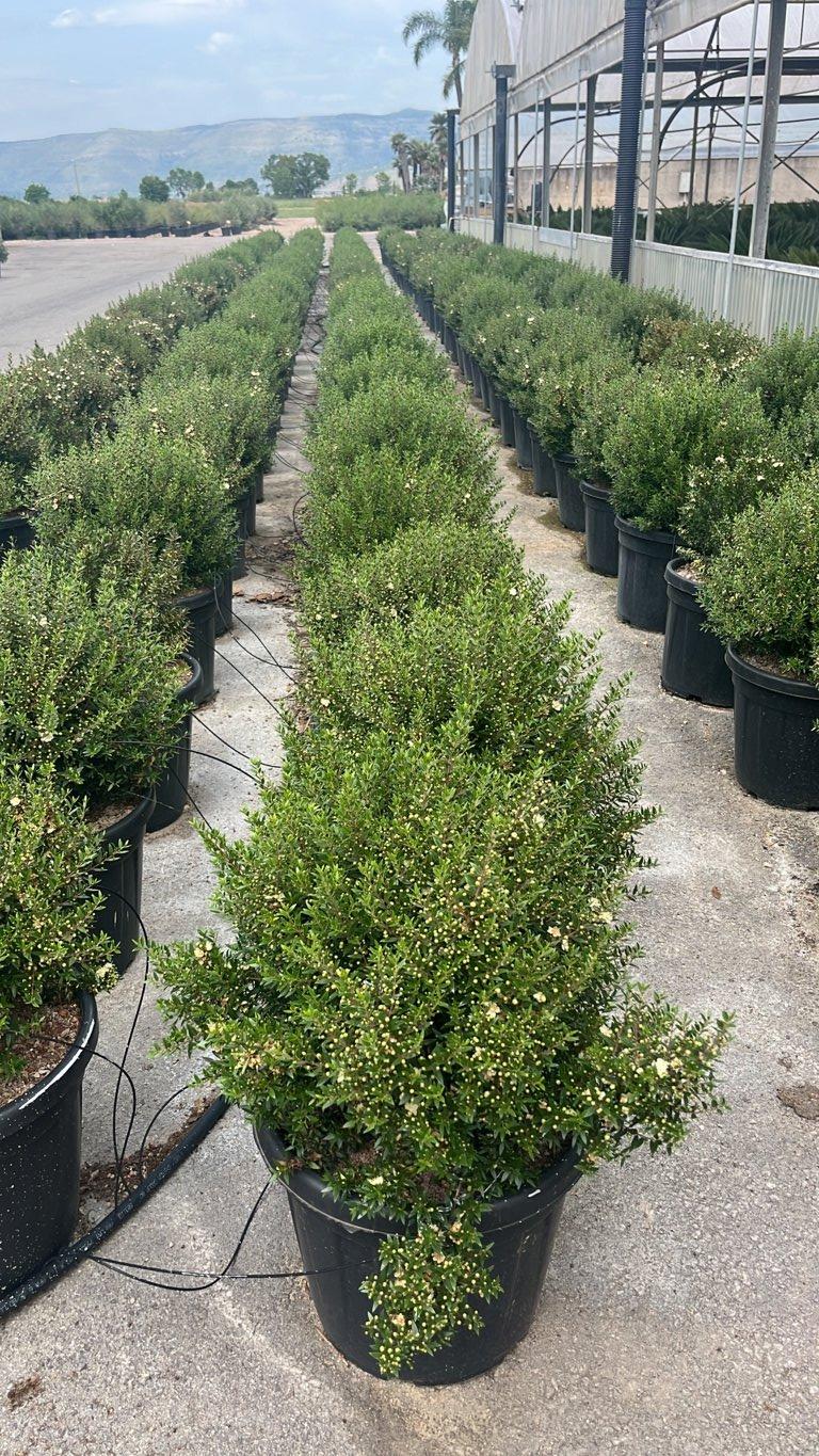 MYRTUS COMMUNIS MICROPHYLLA