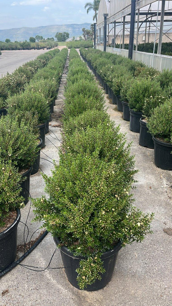 MYRTUS COMMUNIS MICROPHYLLA