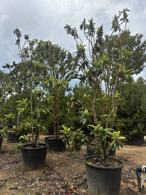 ERIOBOTRYA JAPONICA
