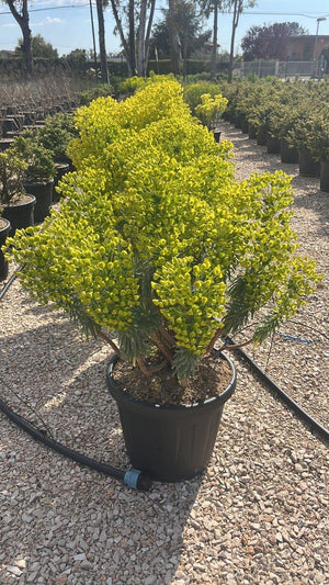 EUPHORBIA CHARACIAS WULFENII