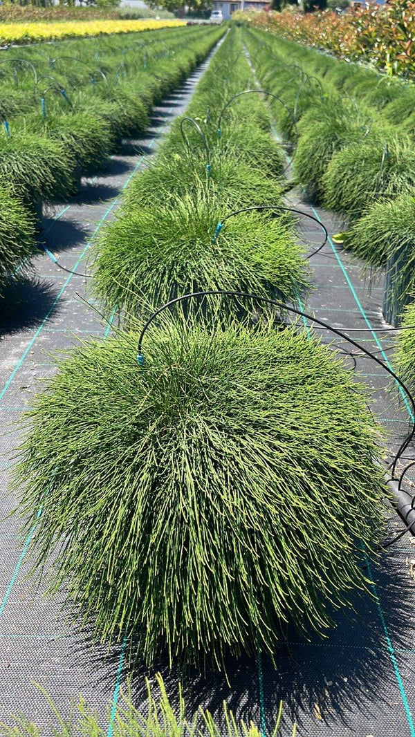 CASUARINA REPENS