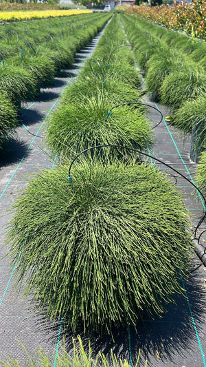 CASUARINA REPENS