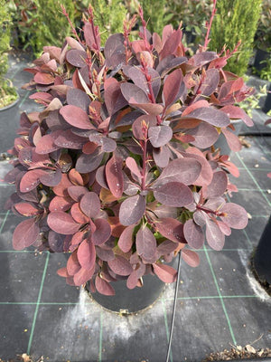 COTINUS COGGYGRIA ROYAL PURPLE
