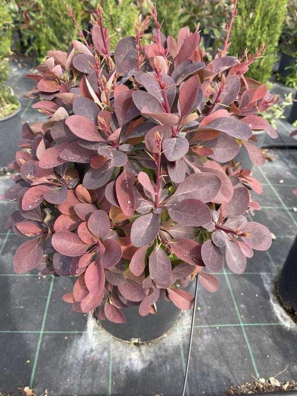 COTINUS COGGYGRIA ROYAL PURPLE