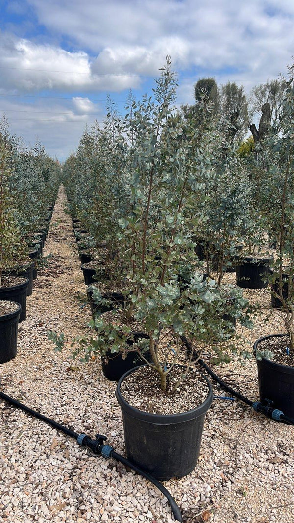 EUCALYPTUS GUNNII