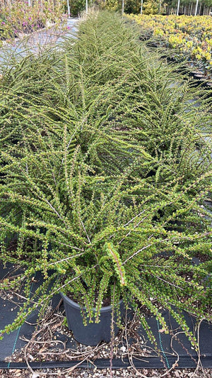 COTONEASTER HORIZONTALIS