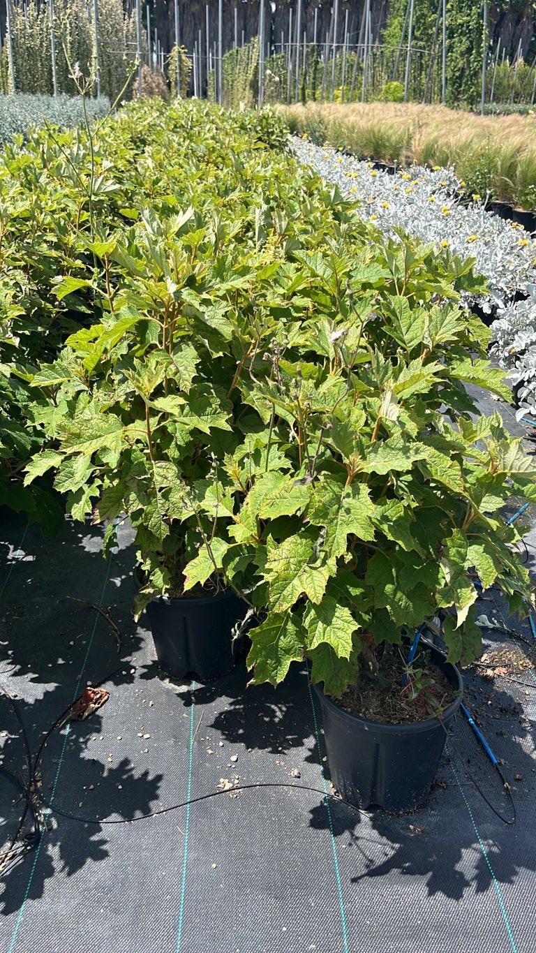 HYDRANGEA QUERCIFOLIA ALICE