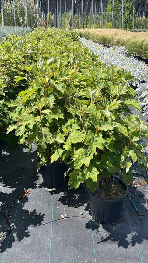 HYDRANGEA QUERCIFOLIA ALICE