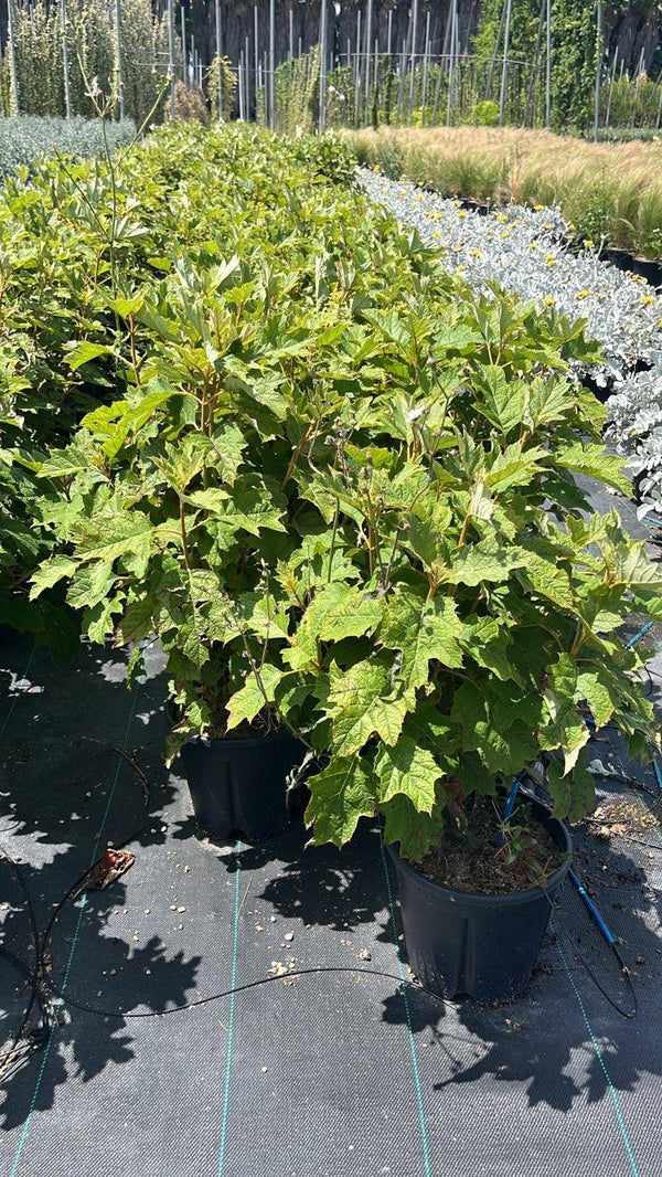 HYDRANGEA QUERCIFOLIA ALICE