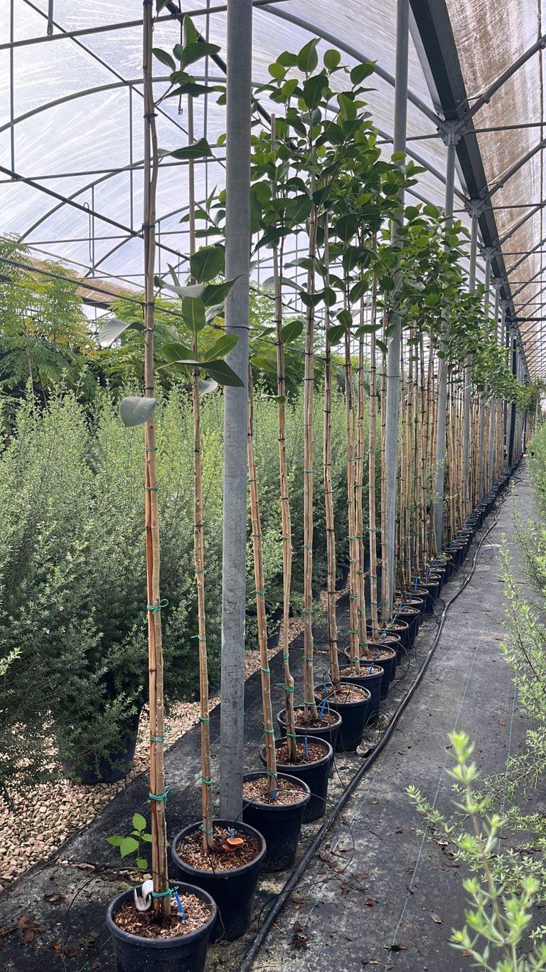 FICUS S. AUSTRALIS