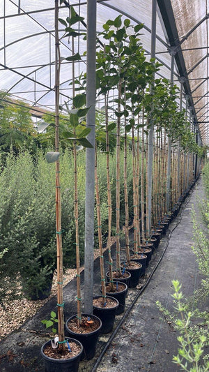 FICUS S. AUSTRALIS