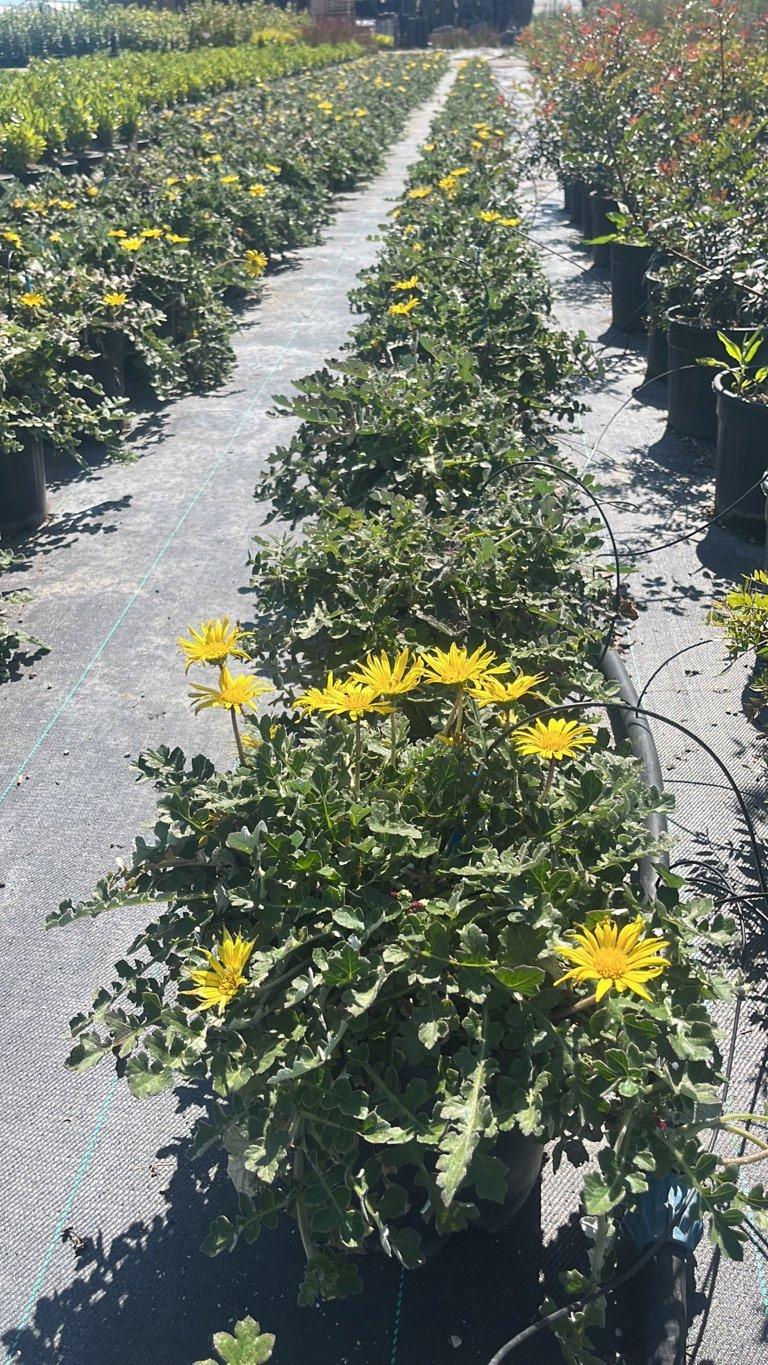 ARCTOTHECA CALENDULA