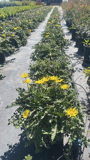 ARCTOTHECA CALENDULA