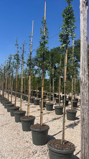 QUERCUS F.C PUBESCENS