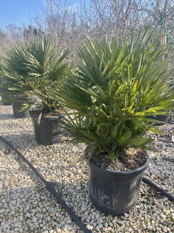 CHAMAEROPS HUMILIS NANO
