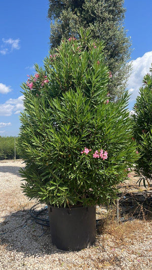 NERIUM OLEANDER