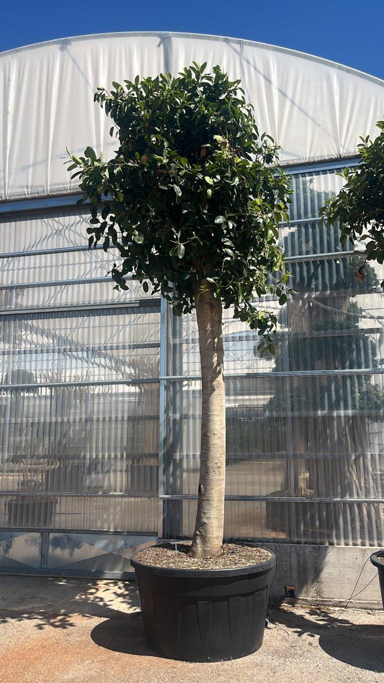 FICUS S. AUSTRALIS