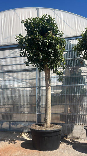 FICUS S. AUSTRALIS
