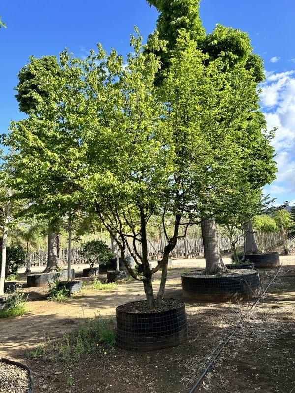 CARPINUS BETULUS