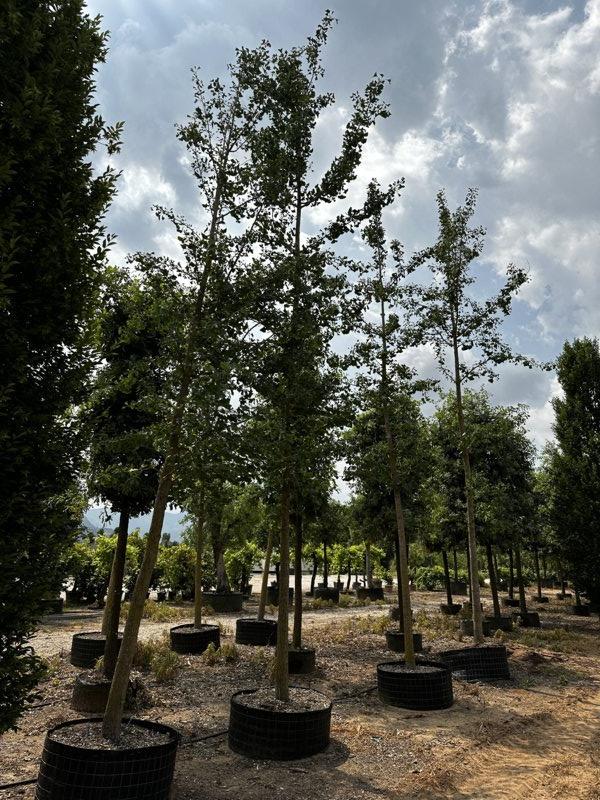 GINKGO BILOBA