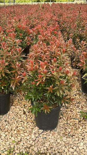 CALLISTEMON RED ROCKET