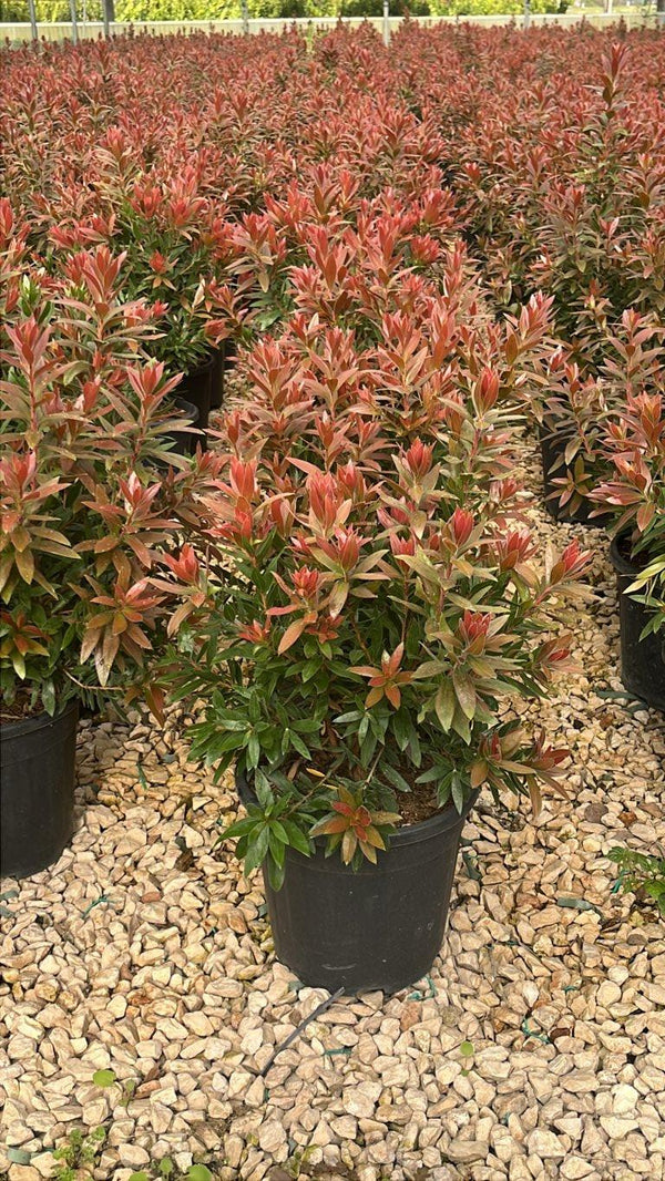 CALLISTEMON RED ROCKET