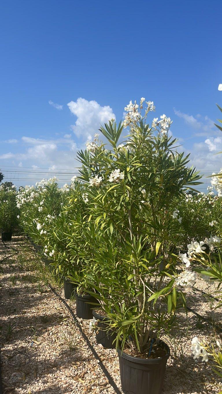 NERIUM OLEANDER BIANCO