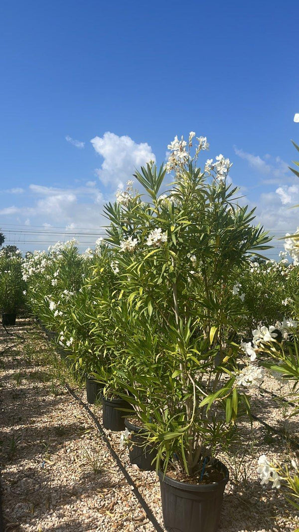 NERIUM OLEANDER BIANCO