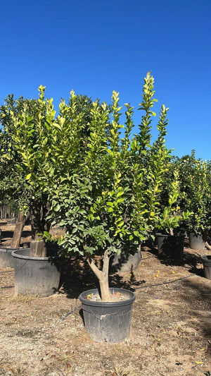 CITRUS LIMON