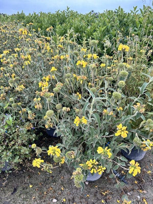 PHLOMIS LYCIA
