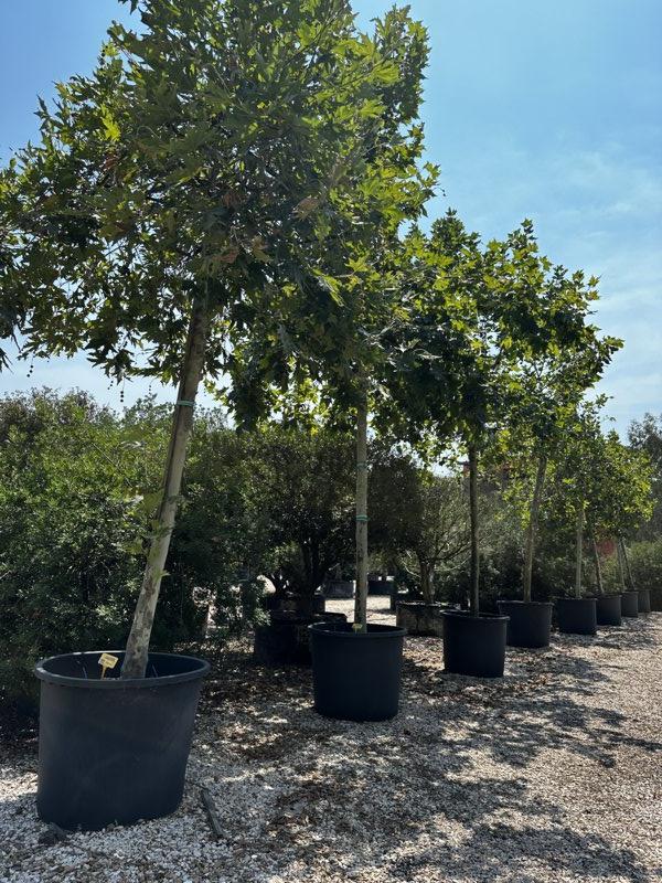 PLATANUS ORIENTALIS