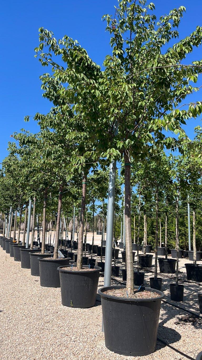 PRUNUS F.C YEDOENSIS