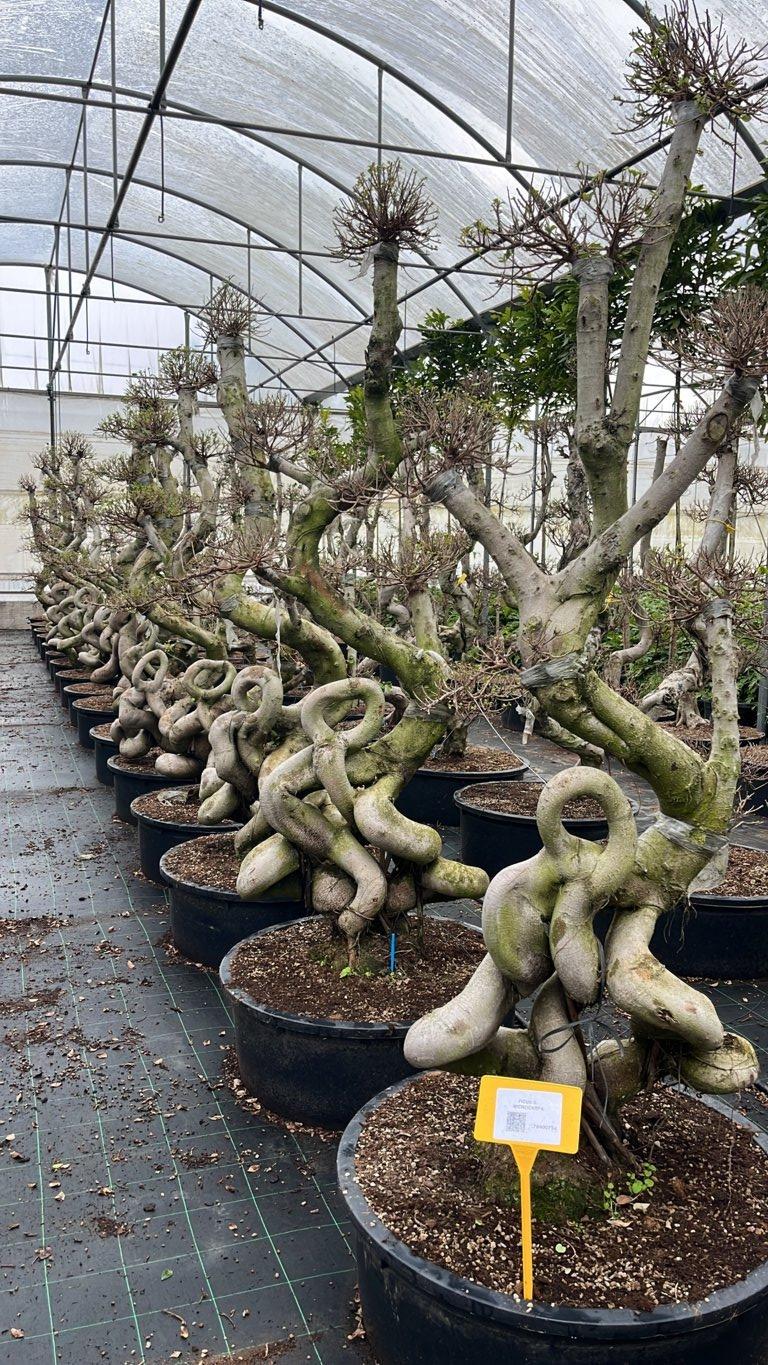 FICUS S. MICROCARPA