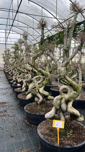 FICUS S. MICROCARPA