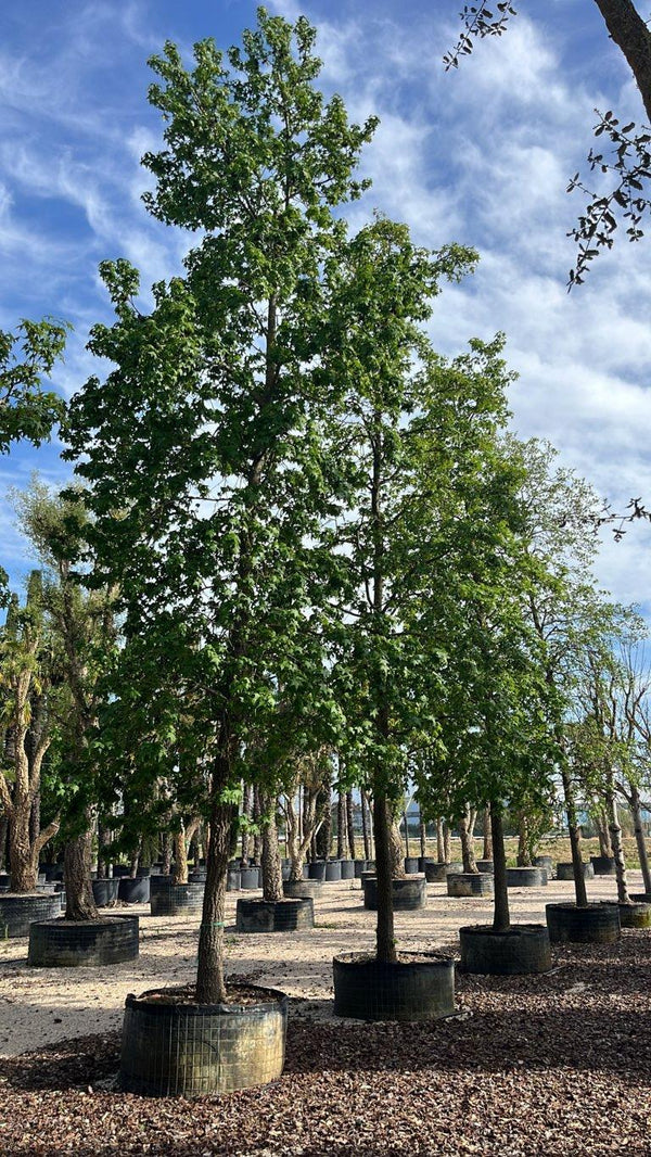 LIQUIDAMBAR STYRACIFLUA