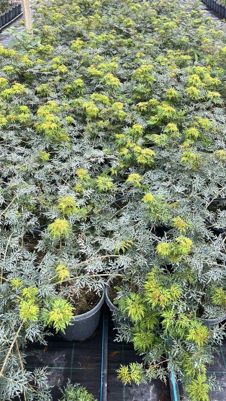ACER PALMATUM EMERALD LACE