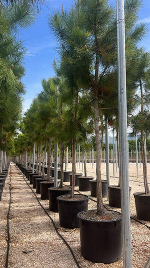 PINUS PINASTER