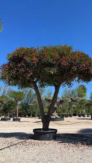 ERYTHRINA CRISTA-GALLI