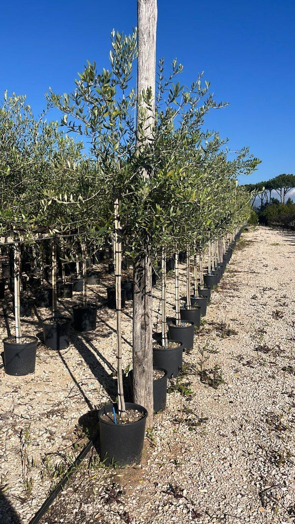 OLEA EUROPEA LECCINO