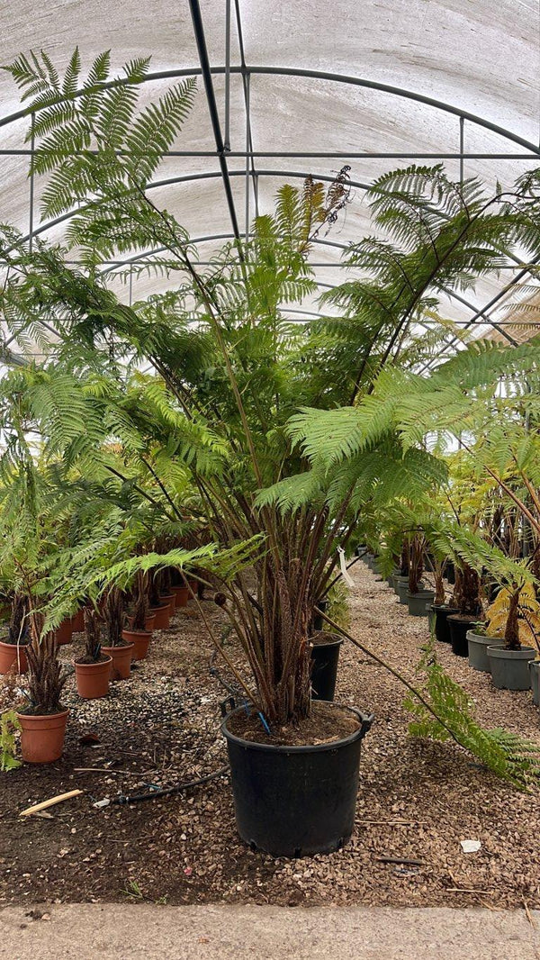 CYATHEA AUSTRALIS