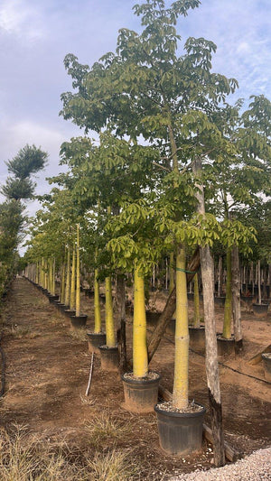 CHORISIA SPECIOSA