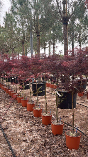 ACER DISSECTUM EVER RED