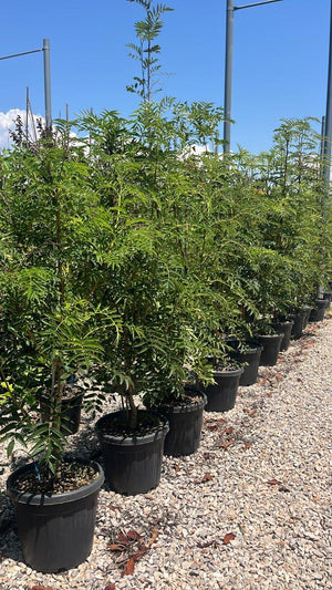 SORBUS DODONG