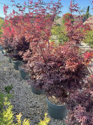 ACER PALMATUM SKEETERS BROOM