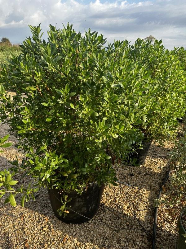MYOPORUM LAETUM