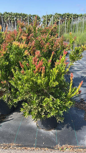 CALLISTEMON RED ROCKET