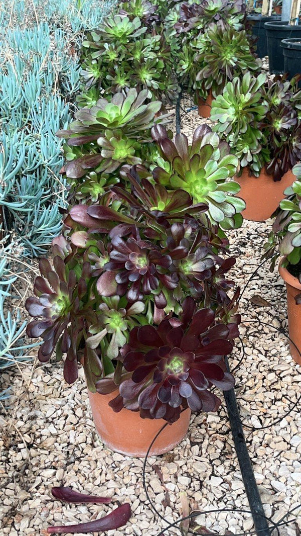 AEONIUM ARBOREUM ATROPURPUREUM