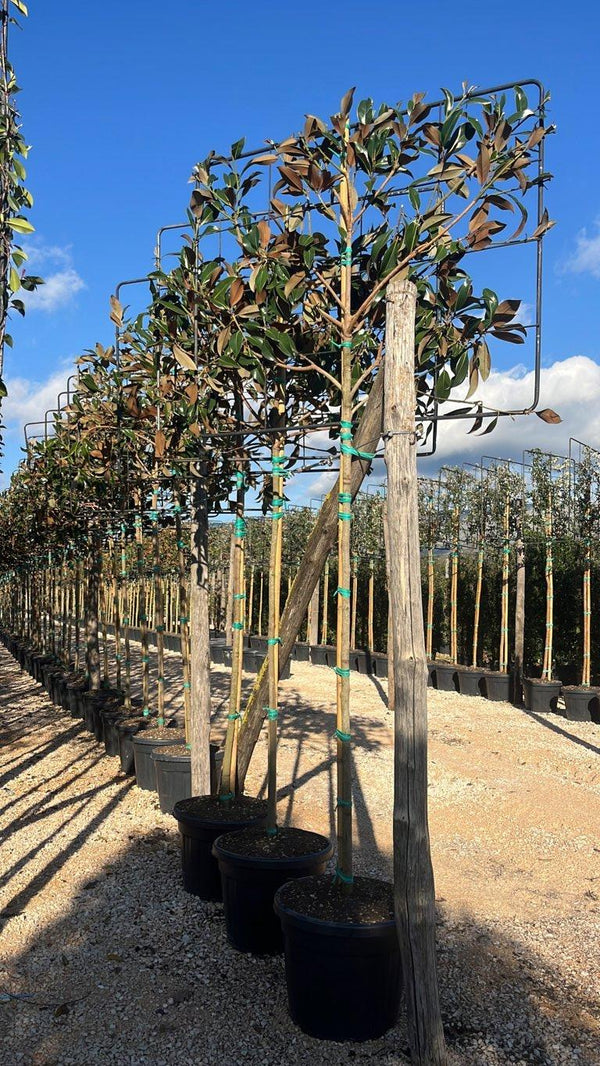MAGNOLIA S. GRANDIFLORA GALLISONIENSIS