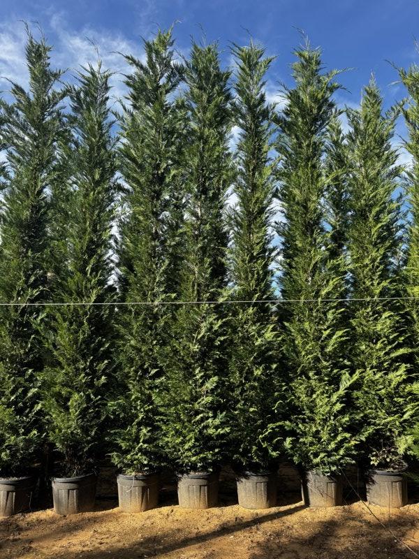 CUPRESSOCYPARIS LEYLANDII